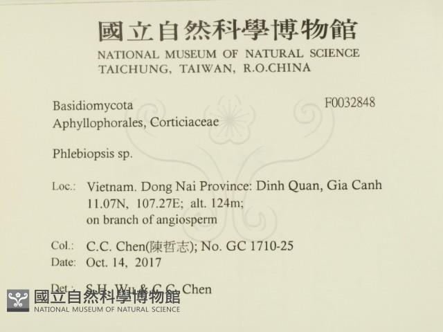 擬射脈菌屬藏品圖，第2張
