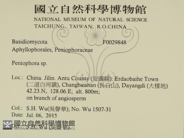 筍殼菌屬藏品圖，第2張