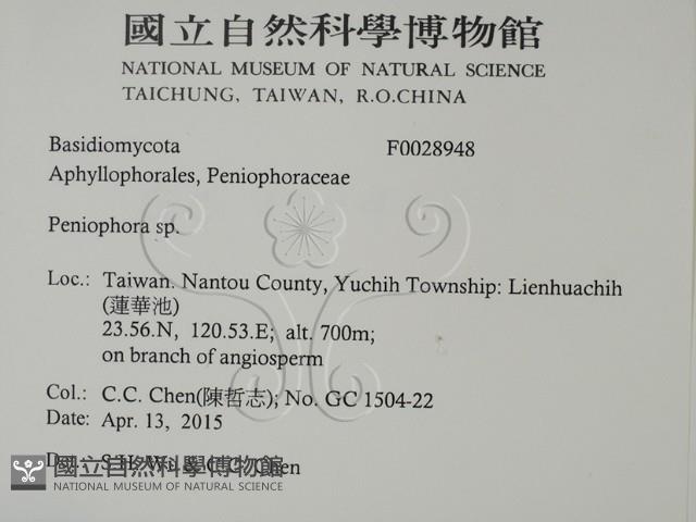 筍殼菌屬藏品圖，第2張