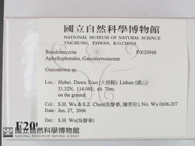 靈芝屬藏品圖，第2張