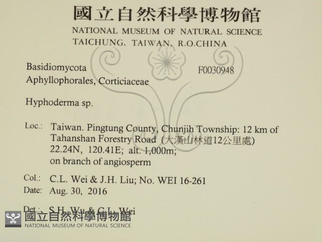 絲皮菌屬藏品圖，第2張