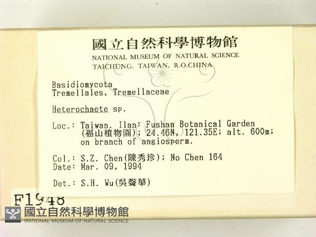 刺皮菌屬藏品圖，第2張