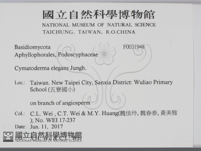 優雅波邊革菌藏品圖，第2張