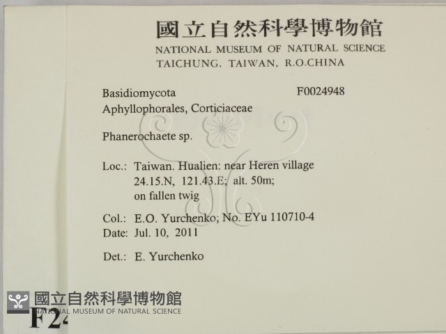 顯絲菌屬藏品圖，第2張