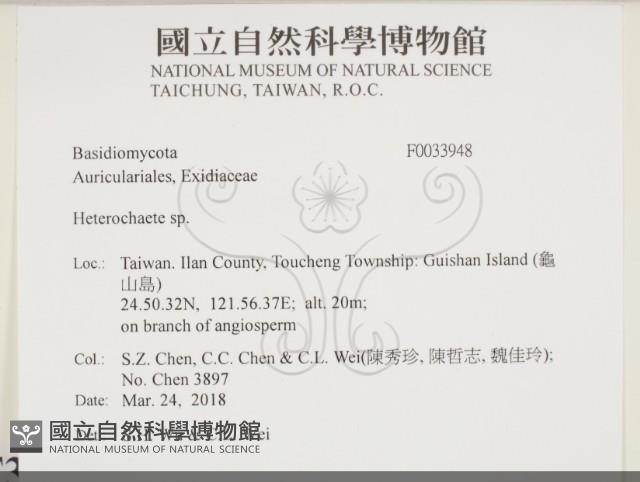 刺皮菌屬藏品圖，第2張