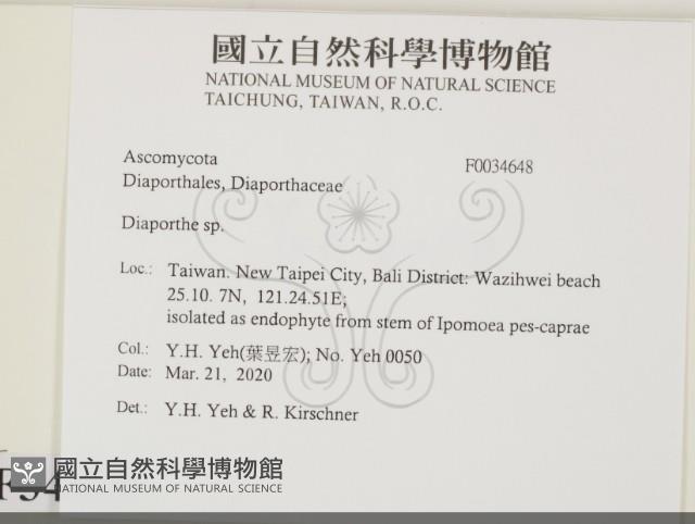 登錄號:F0034648藏品圖，第2張