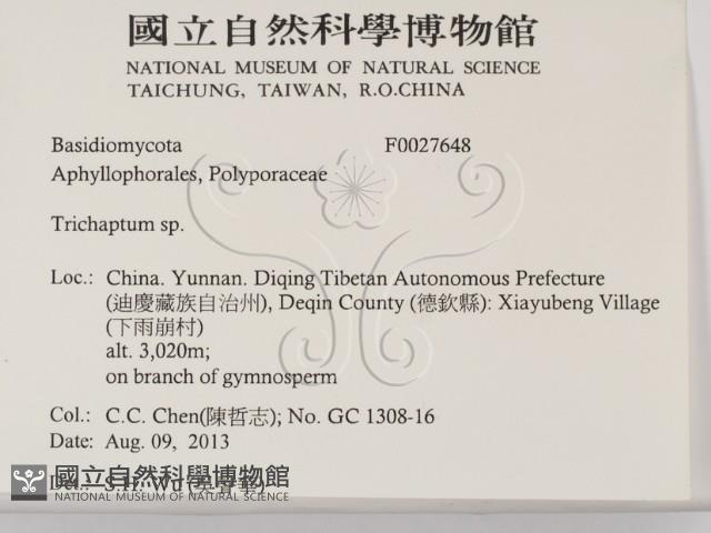 附毛菌屬藏品圖，第2張