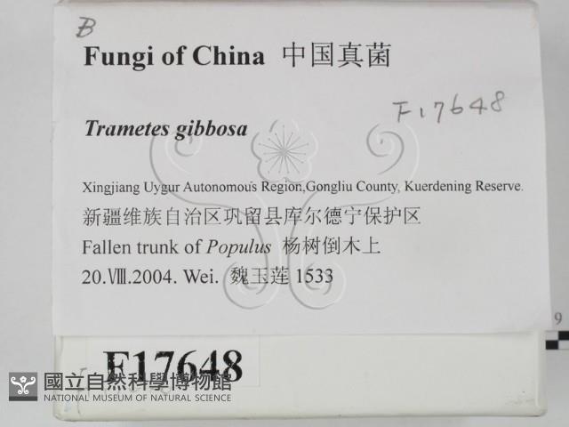 偏腫栓菌藏品圖，第2張