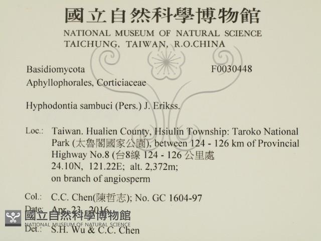 冇骨消絲齒菌藏品圖，第2張