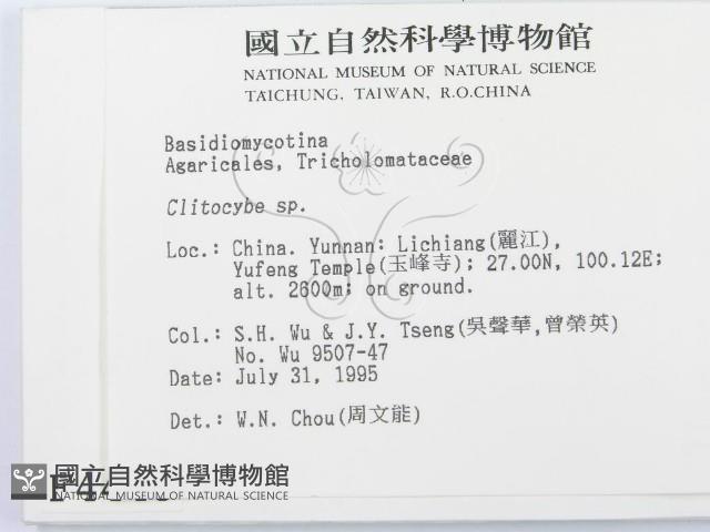 杯傘屬藏品圖，第2張