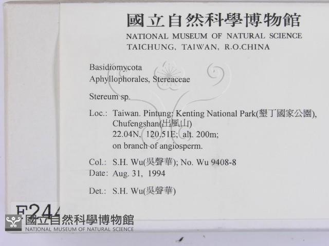 韌革菌屬藏品圖，第2張