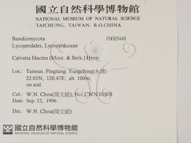 紫色禿馬勃藏品圖，第2張