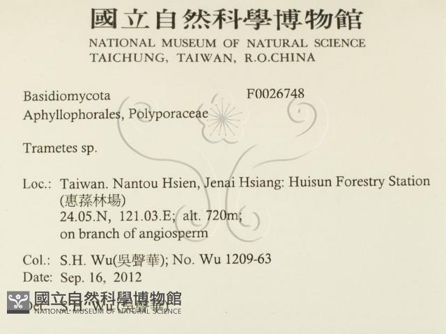 栓菌屬藏品圖，第2張