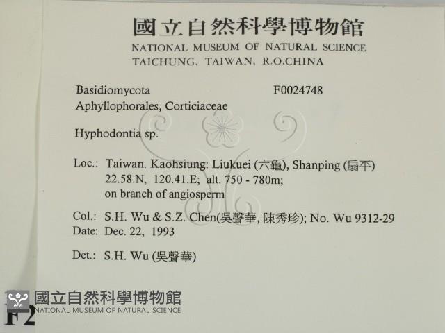 絲齒菌屬藏品圖，第2張