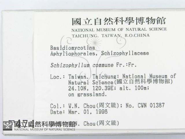 裂褶菌藏品圖，第2張