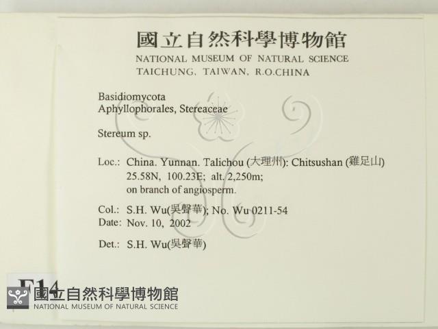 韌革菌屬藏品圖，第2張