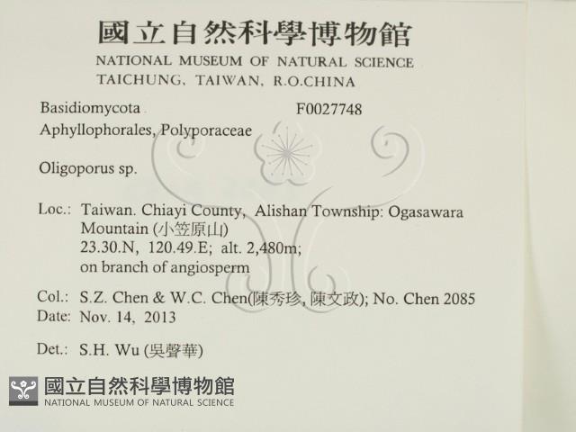 寡孔菌屬藏品圖，第2張