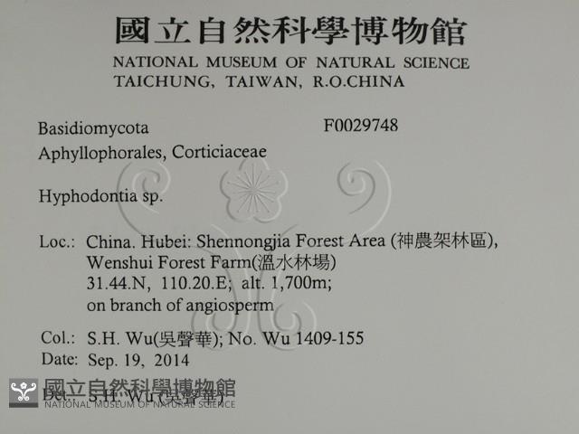 絲齒菌屬藏品圖，第2張