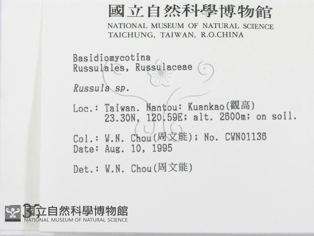 紅菇屬藏品圖，第2張