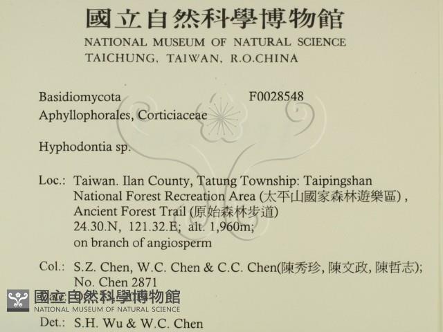 絲齒菌屬藏品圖，第2張