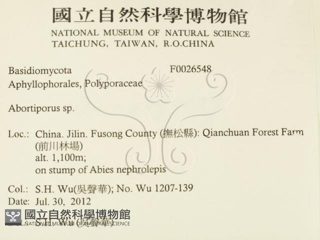 殘孔菌屬藏品圖，第2張