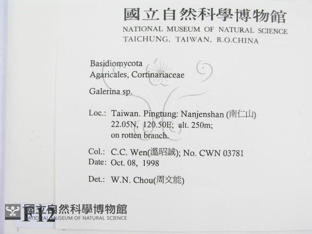 盔孢傘屬藏品圖，第2張