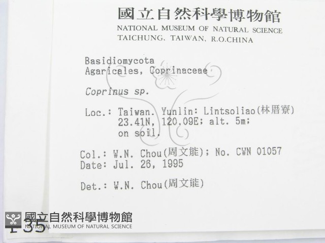 鬼傘屬藏品圖，第2張