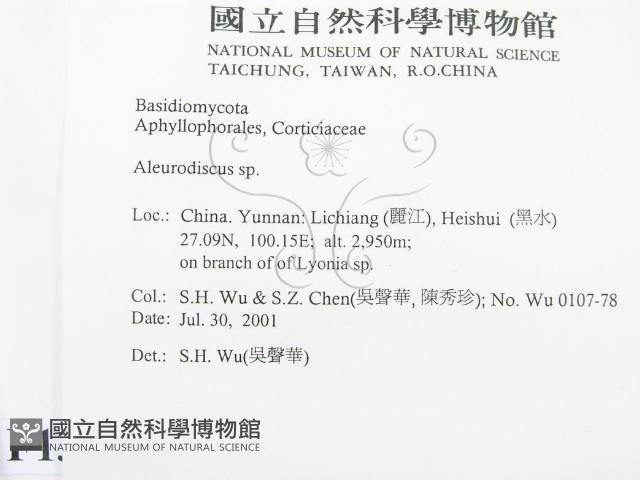 盤革菌屬藏品圖，第2張