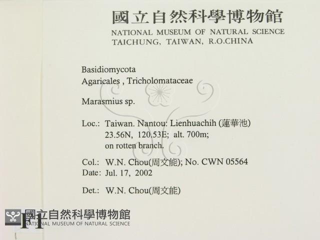小皮傘屬藏品圖，第2張