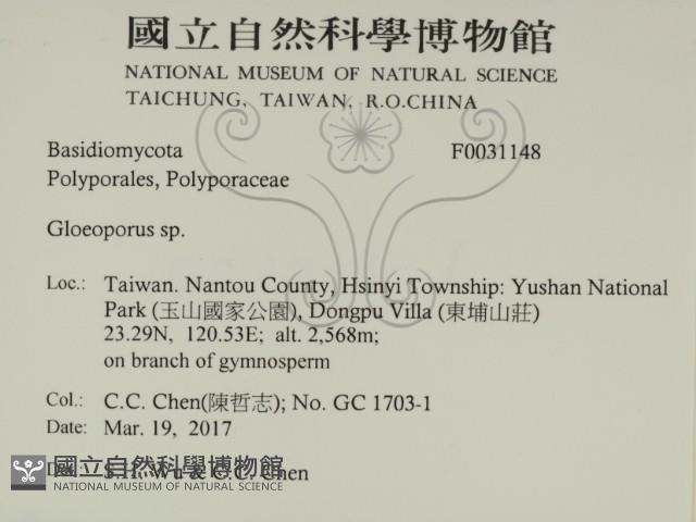 膠孔菌屬藏品圖，第2張