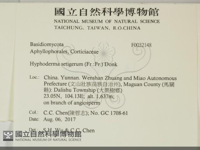 剛毛絲皮菌藏品圖，第2張