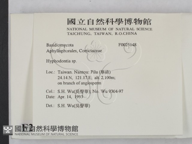 絲齒菌屬藏品圖，第2張