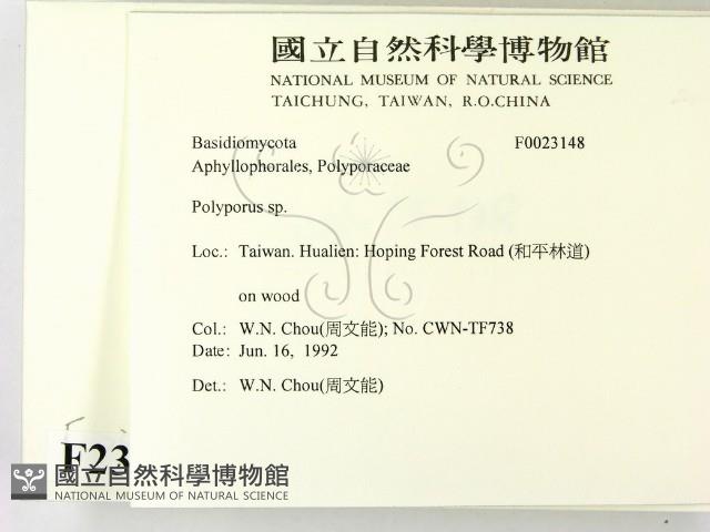 多孔菌屬藏品圖，第2張