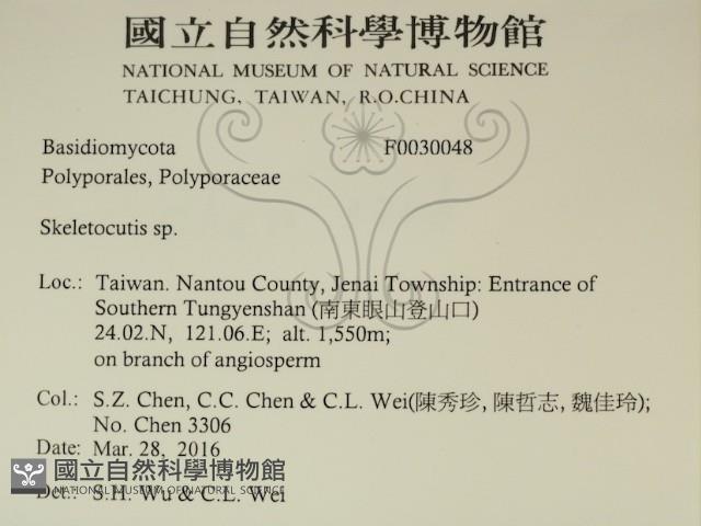 骨皮菌屬藏品圖，第2張