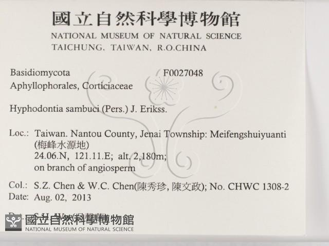 冇骨消絲齒菌藏品圖，第2張