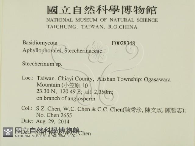 齒耳菌屬藏品圖，第2張