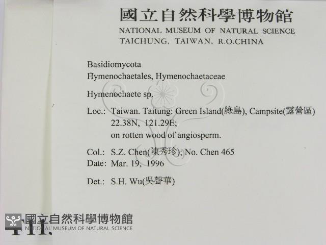 刺革菌屬藏品圖，第2張