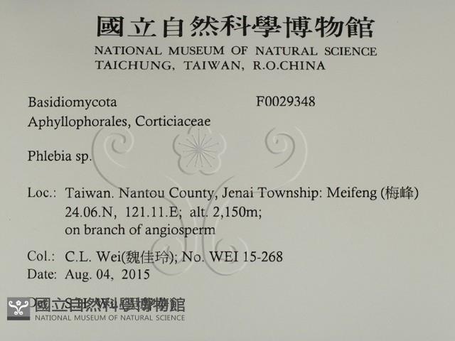 射脈菌屬藏品圖，第2張