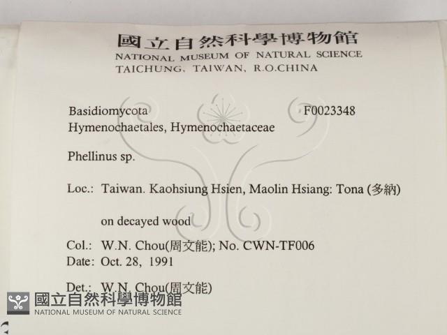 木層孔菌屬藏品圖，第2張
