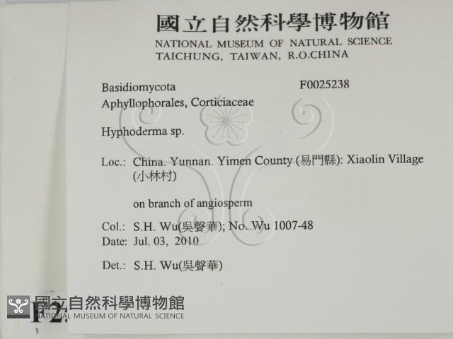 絲皮菌屬藏品圖，第2張