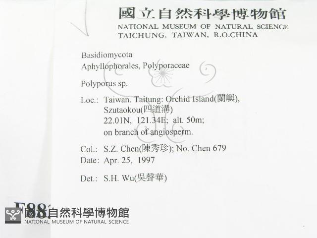 多孔菌屬藏品圖，第2張