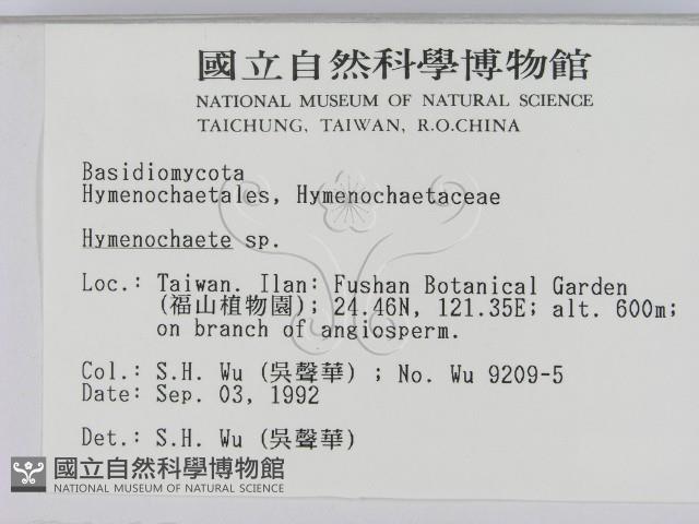 刺革菌屬藏品圖，第2張