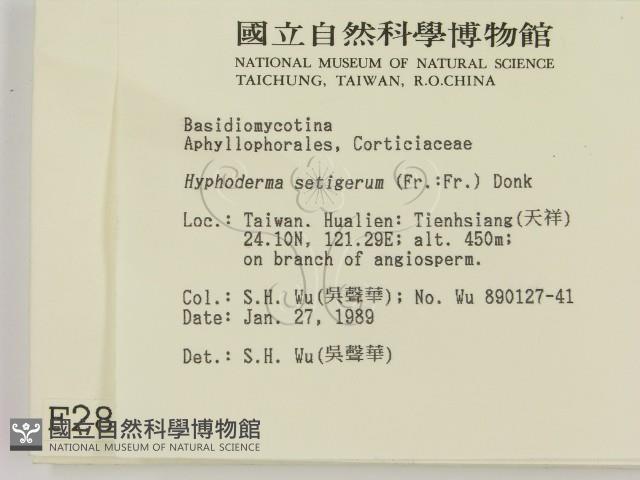 剛毛絲皮菌藏品圖，第2張