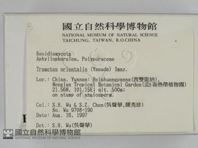 東方栓菌藏品圖，第2張