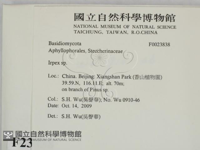 耙菌屬藏品圖，第2張