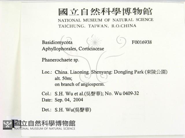 顯絲菌屬藏品圖，第2張