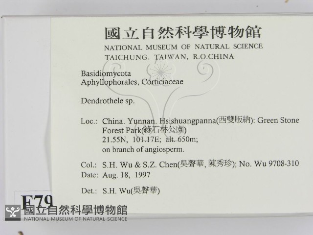 樹狀皮革菌屬藏品圖，第2張