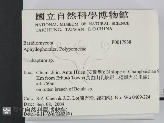 附毛菌屬藏品圖，第2張
