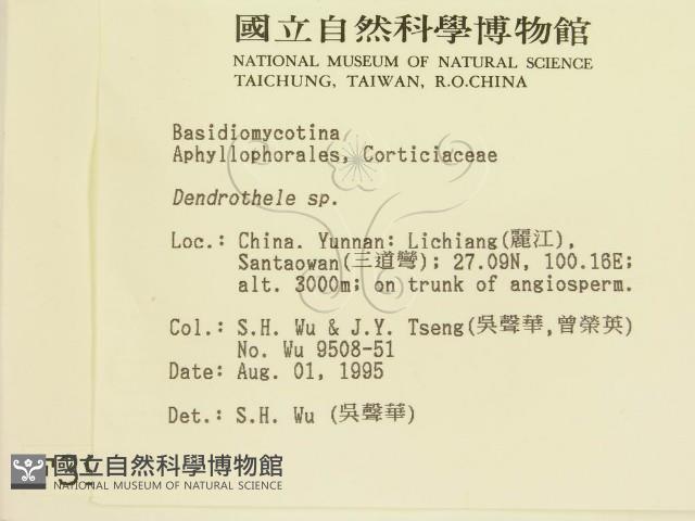 樹狀皮革菌屬藏品圖，第2張