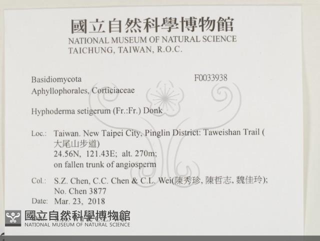 剛毛絲皮菌藏品圖，第2張